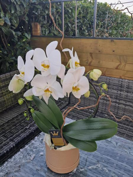 Phalaenopsis Orchid Plant